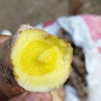

TEMU MANGGA FRESH SUDAH BERSIH 1 KG OBAT HERBAL ALAMI