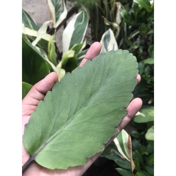 

DAUN COCOR BEBEK SOSOR BEBEK SEGAR FRESH 100gram