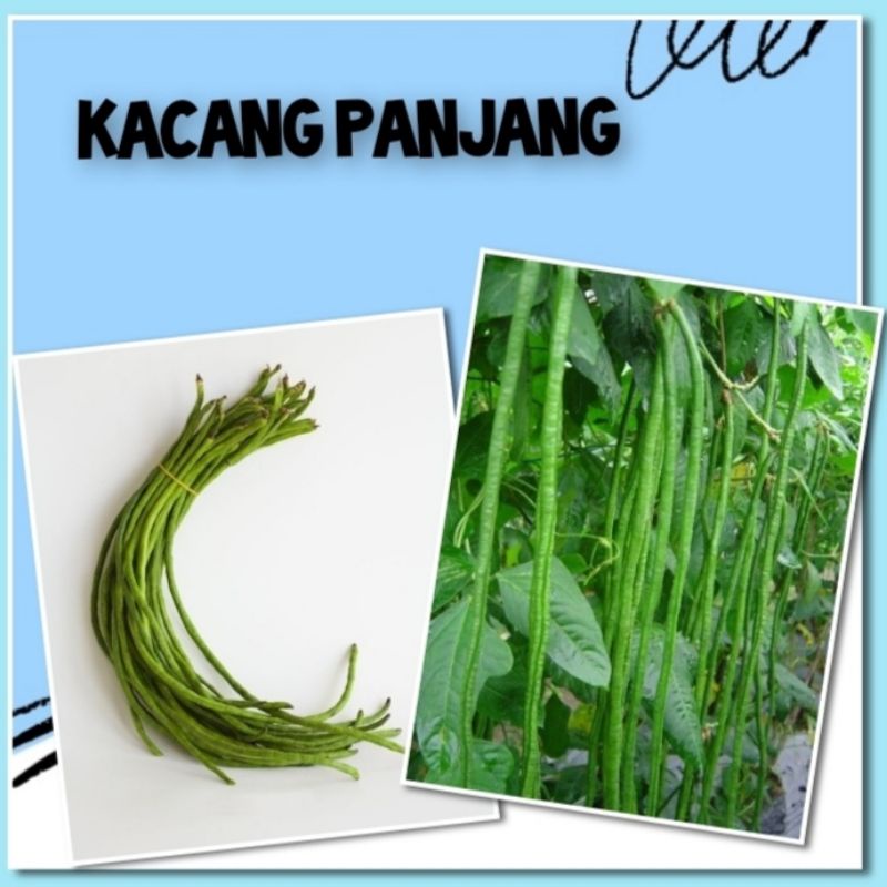 Benih Sayuran Kacang Panjang Cap Panah Merah
