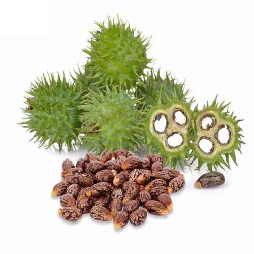 Bibit Benih Jarak Kepyar Hijau (5 Gram)