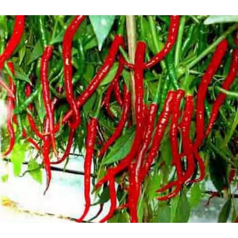 [ Terlaris ]Bibit cabe keriting / Benih cabe merah keriting / 100 biji benih cabe keriting