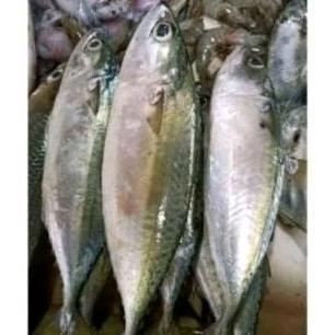 

Ready Ikan Kembung Banjar Segar Premium ukuran besar Kemasan 1kg Halal