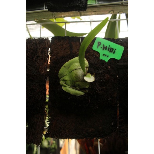 Platycerium Hilli spesies