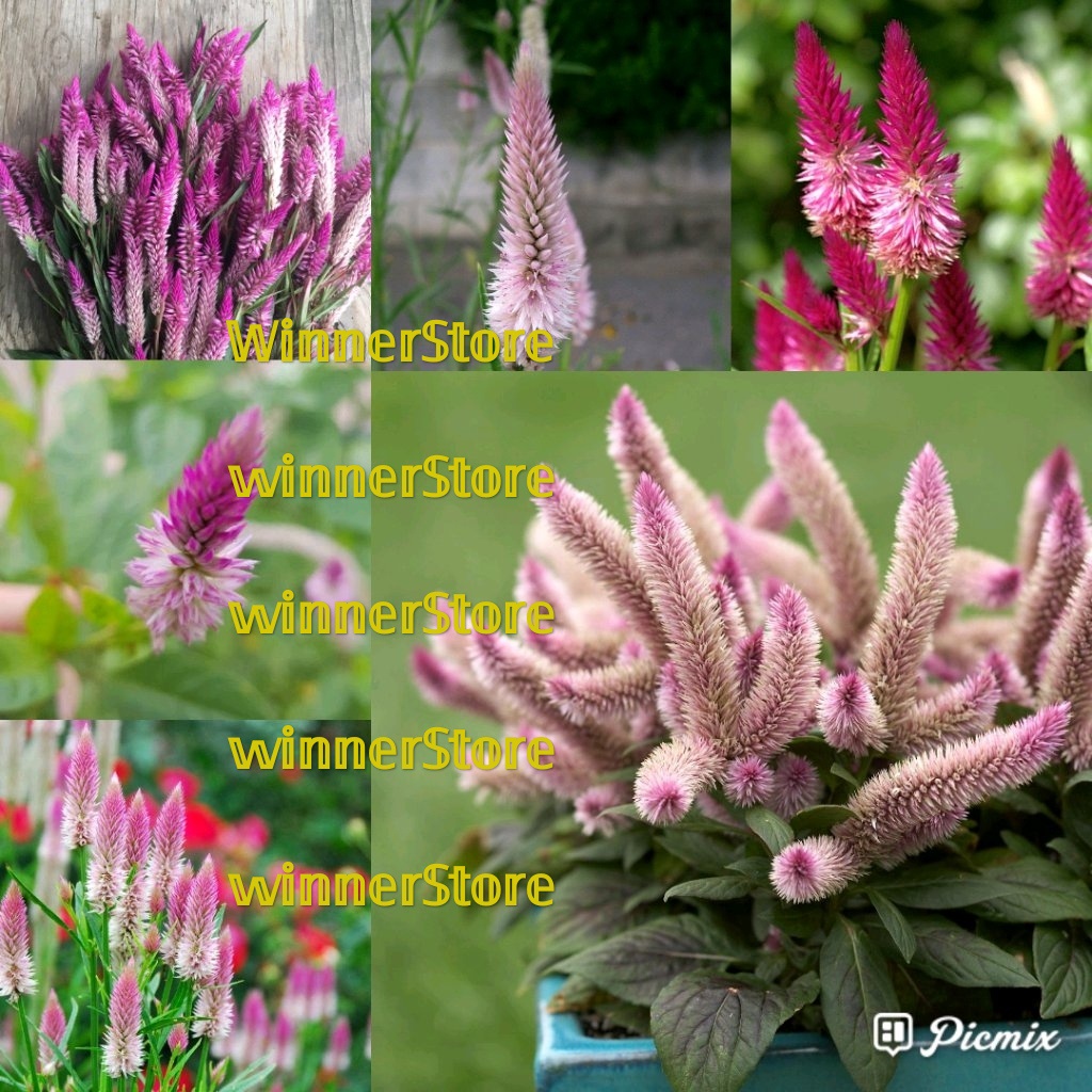 Bibit Benih Bunga Celosia Ungu (± 500 Butir)