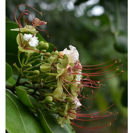 Bibit Benih Pohon Merbau (5 Gram)