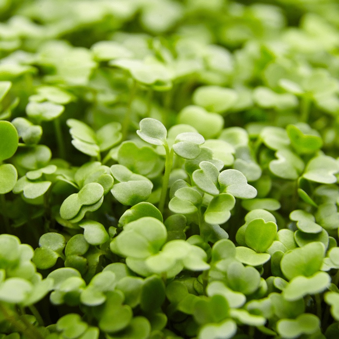Bibit Benih Microgreen Arugula (10 Butir)