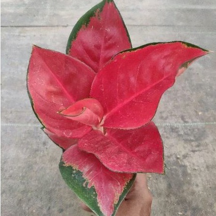 Tanaman Hias Aglaonema Suksom Jaipong