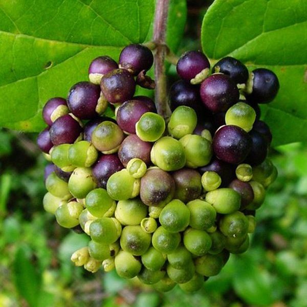 Bibit Benih Waung Singkil (10 Butir)