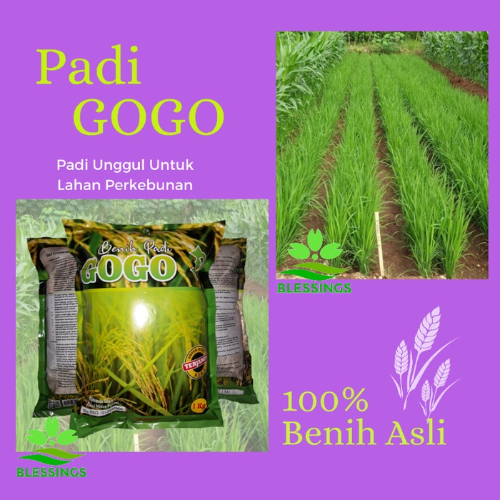 Terbaru Bibit Padi Gogo Promo Terlaris