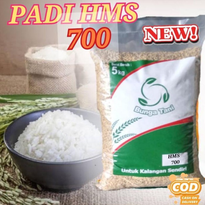 Terbaru Bibit Benih Padi Hms 700 5Kg Terlaris Promo Terlaris