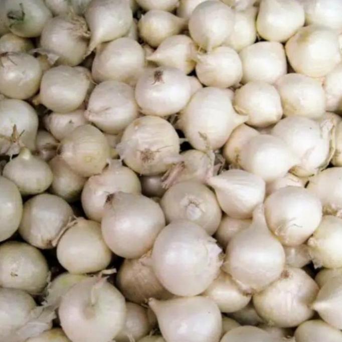 

Bawang Putih Tunggal/Bawang Lanang Ukuran Rata Kecil Fresh 250 gr