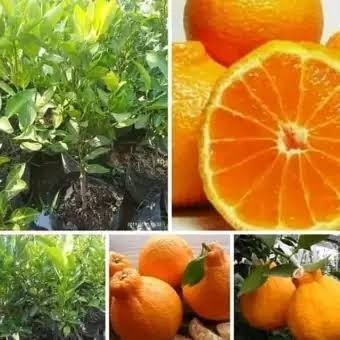 OBBRAALL bibit jeruk dekopon okulasi tanaman buah jeruk pohon jeruk non bibiji