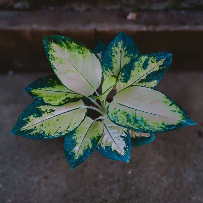 [New] Tanaman Hias Aglonema Kochin Cahaya Realpict Diskon