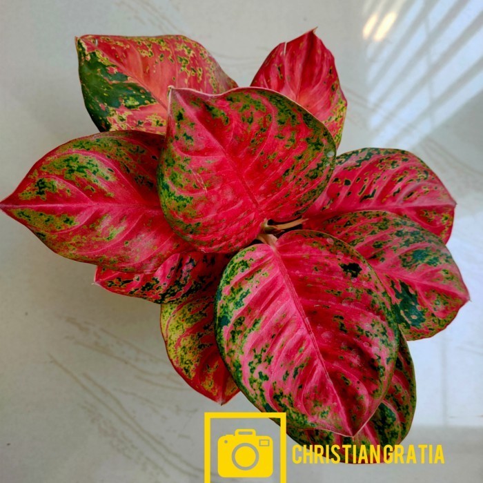 [New] Aglonema Wulandari Induk Tanian Lokal Mutasi Berkualitas