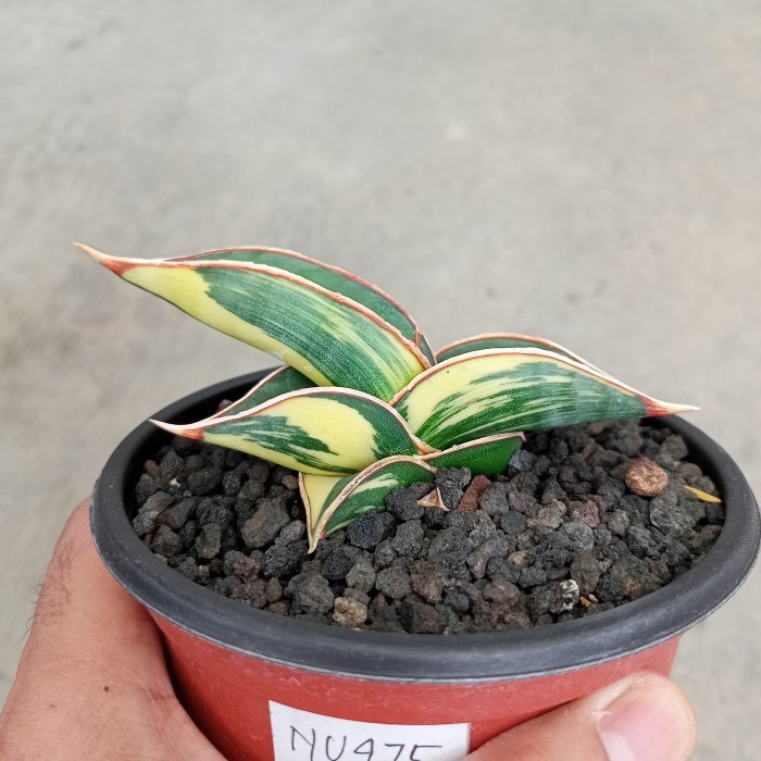 [New] Sansevieria Rorida Varigata Berkualitas