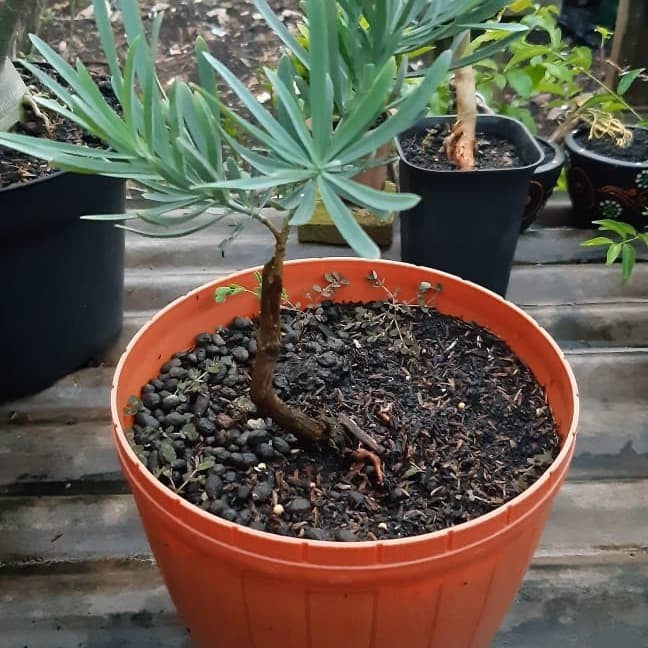 [New] Lohansung Blue Ice Lohansung Langka Limited