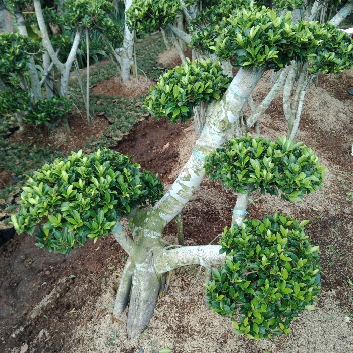 [New] Tanaman Bonsai Beringin Elegant - Uk. 15 Meter Terbatas
