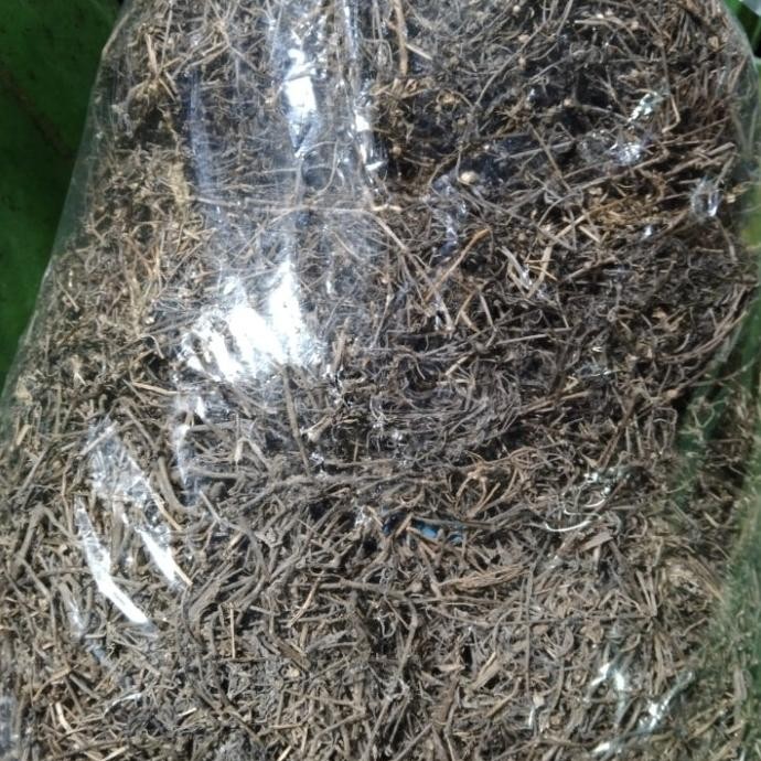 

Termurah Rumput Mutiara Kering Bahan Jamu Rempah-rempah 1kg