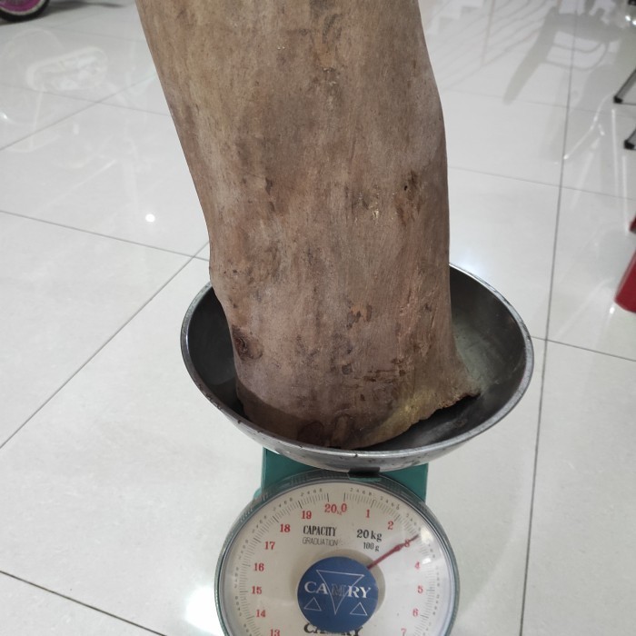 

[Baru] Tongkat Ali Akar Tua Diameter Besar Berkualitas
