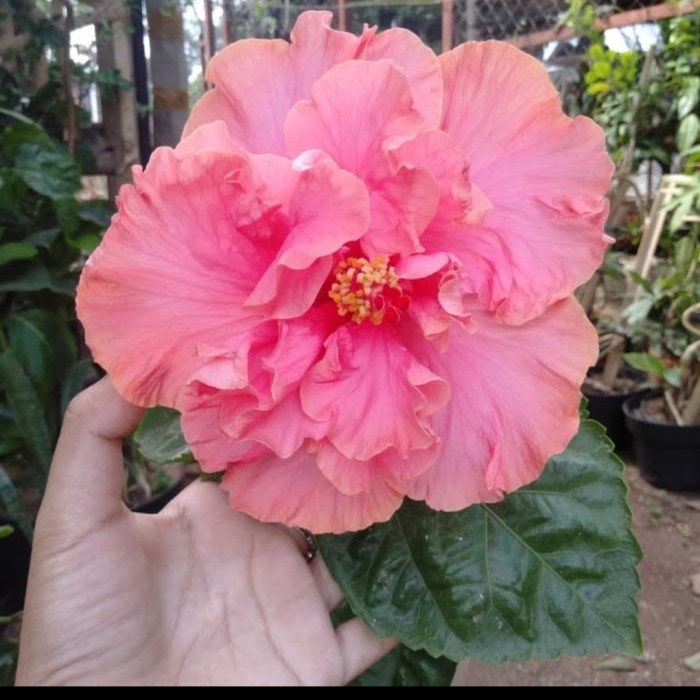 [COD] Tanaman Hibiscus / Bunga Sepatu Tumpuk Jumbo Merah Limited