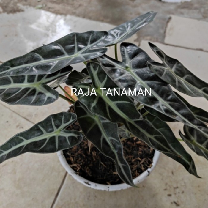 

[Baru] Tanaman Hias Alocasia Bambino Inc Pot Tawon Terbatas