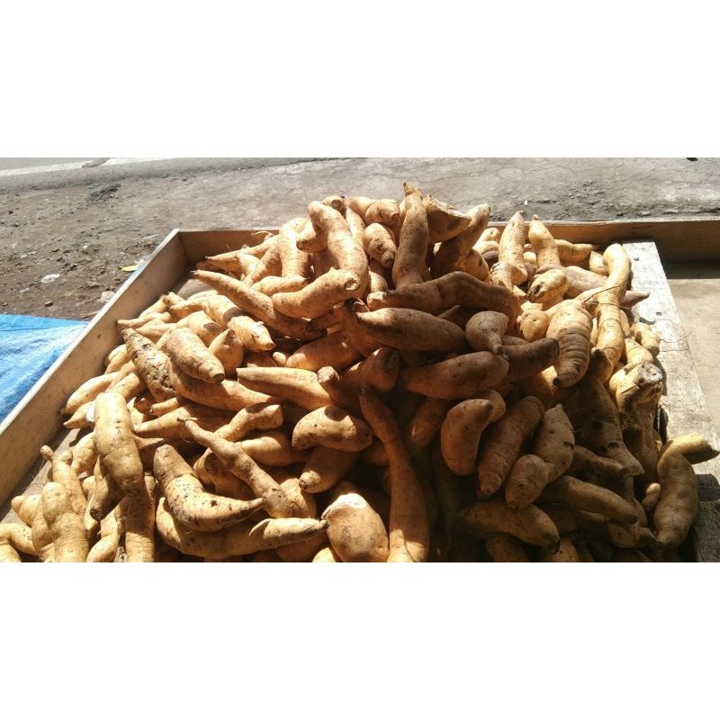 

ubi bakar cilmebu "RKJN