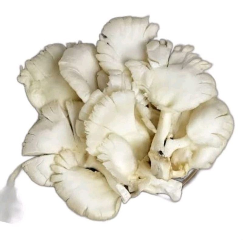 

Jamur Tiram 250G 500G / Jamur Kipas / Jamin Segar