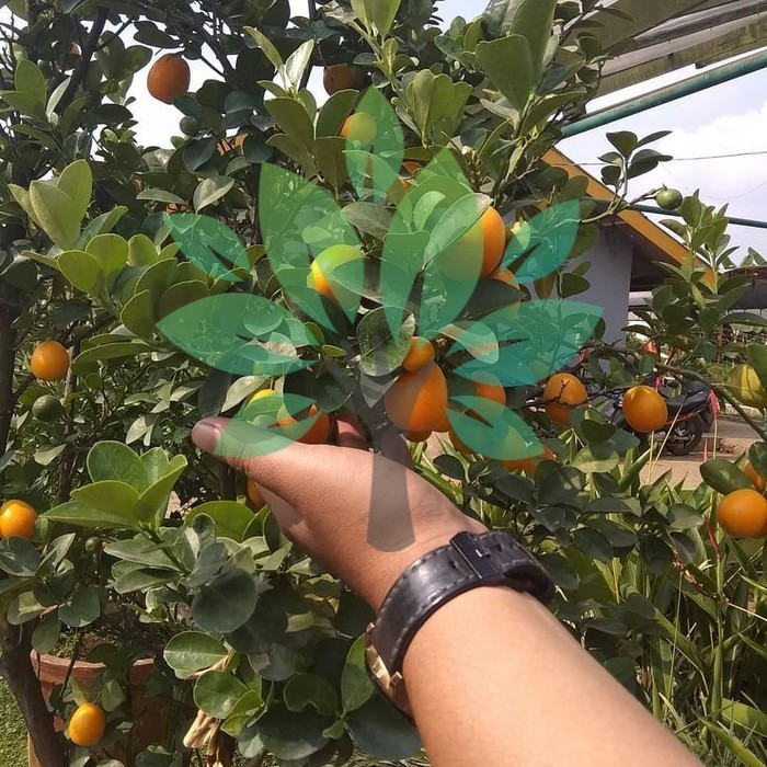 OBBRAALL bibit tanaman buah jeruk nagami/kumquat-bibit jeruk mini nagami super