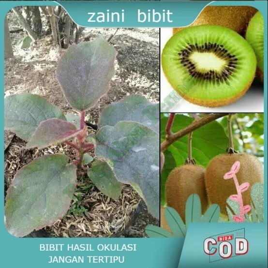 OBBRAALL Bibit Tanaman buah buah kiwi Okulasi