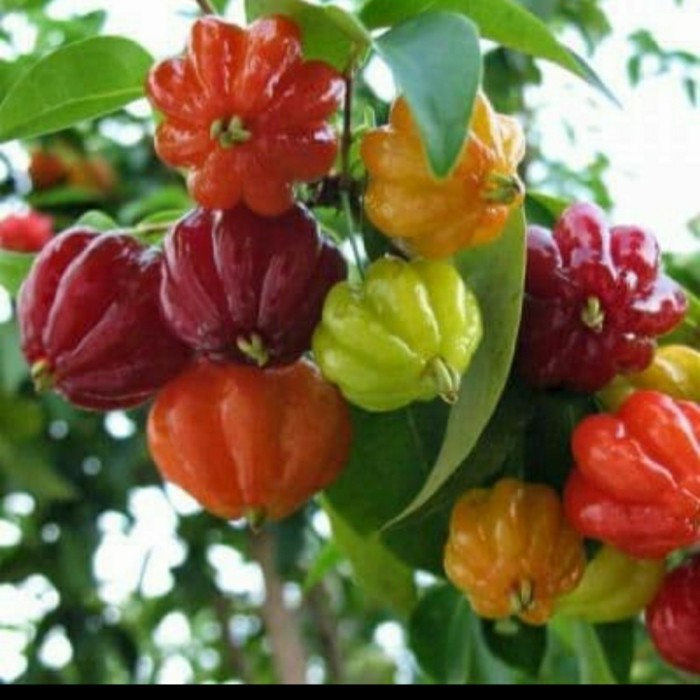 OBBRAALL Bibit Tanaman buah Dewandaru Asli/ Pohon Dewa Ndaru