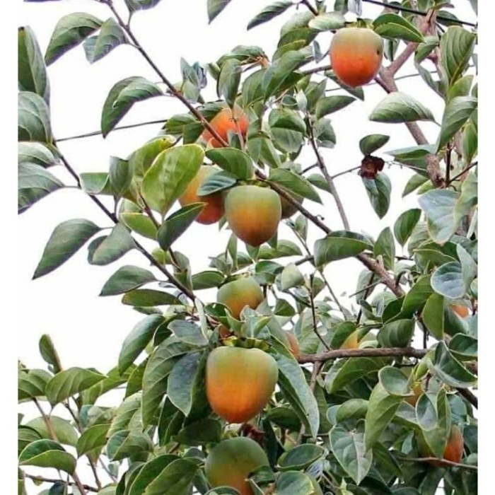 OBBRAALL bibit tanaman buah kesemek hasil cangkok EEEE