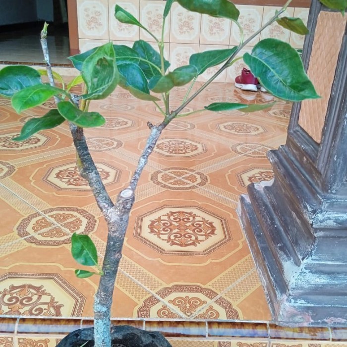 OBBRAALL bibit tanaman buah pir madu batang besar