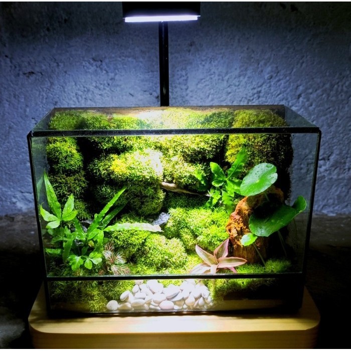 

Ready Deep Forest Terrarium Gift Kado Hadiah Tanaman Ecological Earth
