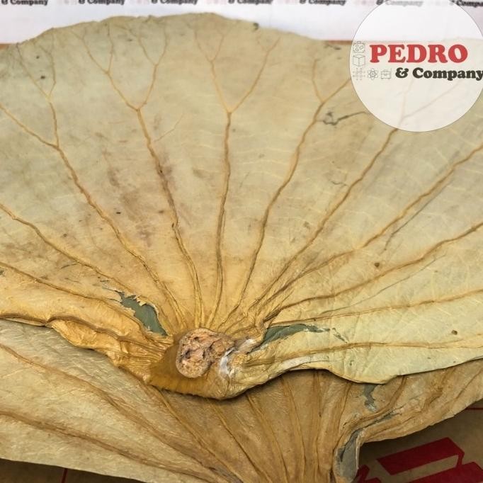 

Terjangkau - Daun teratai kering / lotus dried leaf PER 500 gr - lo mai kai !
