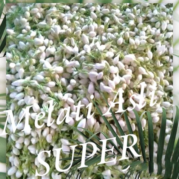 

Flash Sale kembang melati 250 gram asli dan segar ..