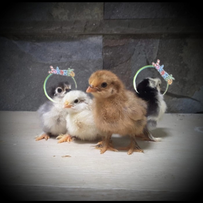 New Ayam Hias (Ayam Kate /Kate Sni/ Kate Krikil/Anak Kate/Telur/Bebek)