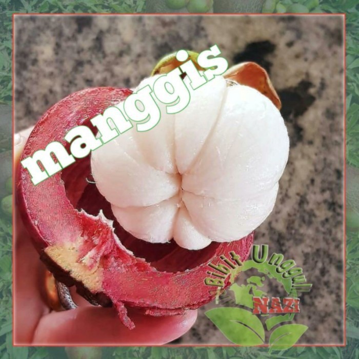 TANAMAN POHON Bibit Buah Mais bisa Berbuah dalam pot CAKEPP