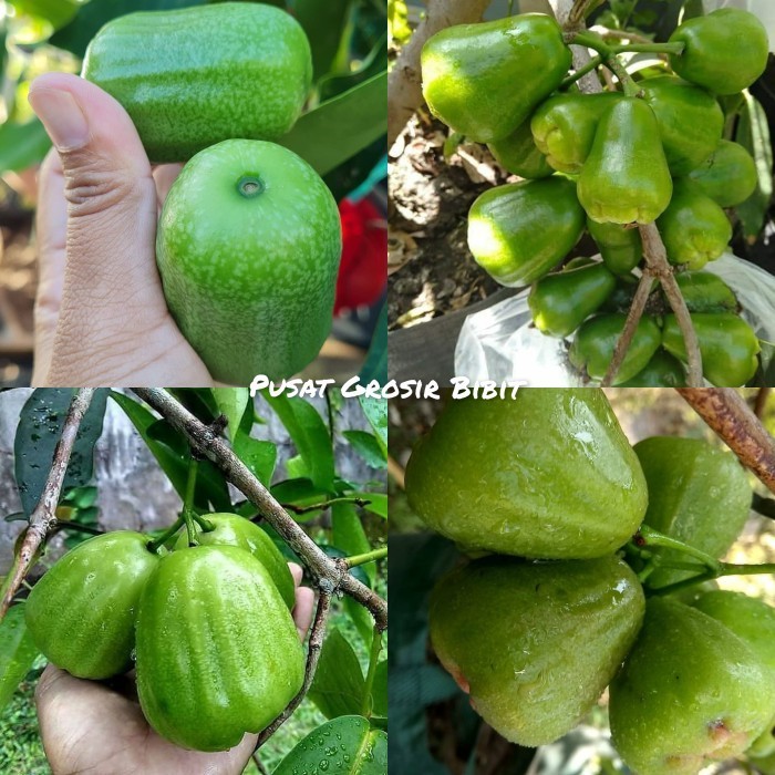bibit tanaman jambu air kiojok super manis POHON
