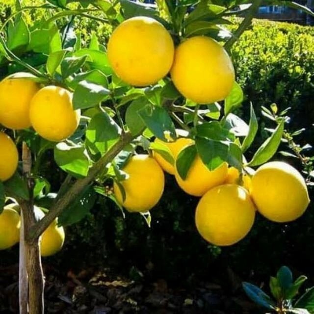 Bibit Jeruk Lemon California / Pohon Jeruk Lemon California POHON
