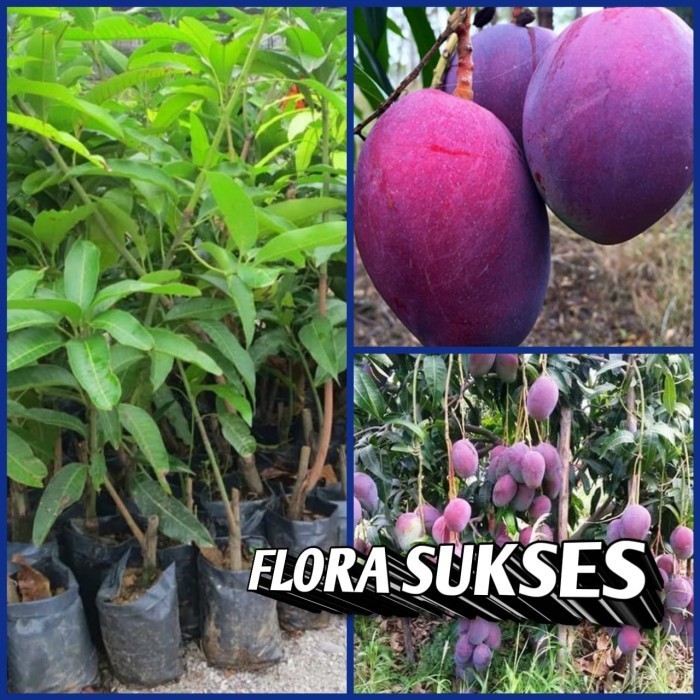 Bibit Tanaman Pohon Mangga Irwin Mangga Erwin Okulasi Bibit Mangga POHON