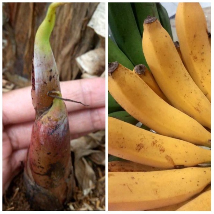 bibit pohon pisang raja/bonggol pisang raja/anakan pohon pisang raja POHON