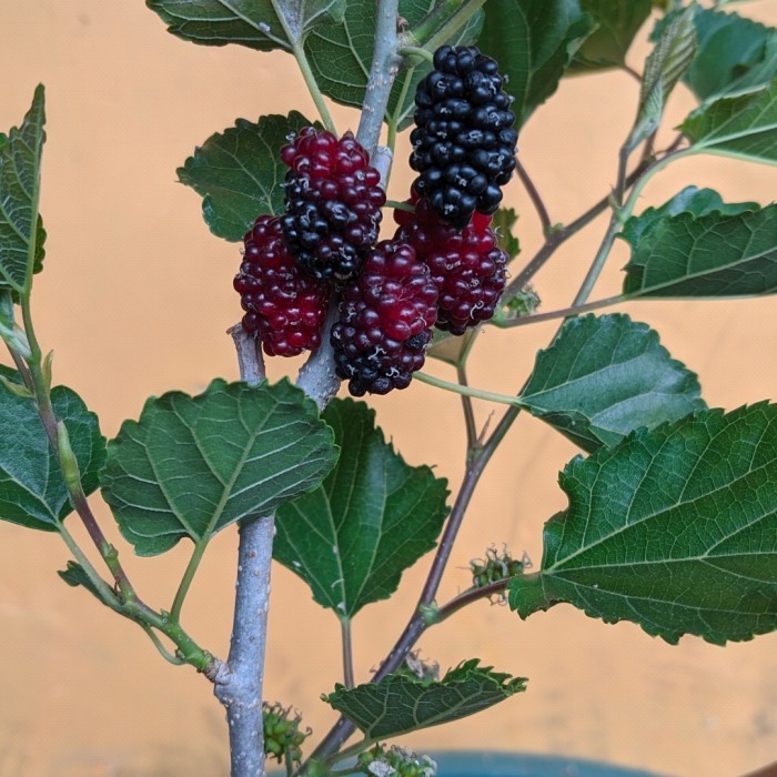 bibit tanaman buah murbei (sudah berbuah) POHON
