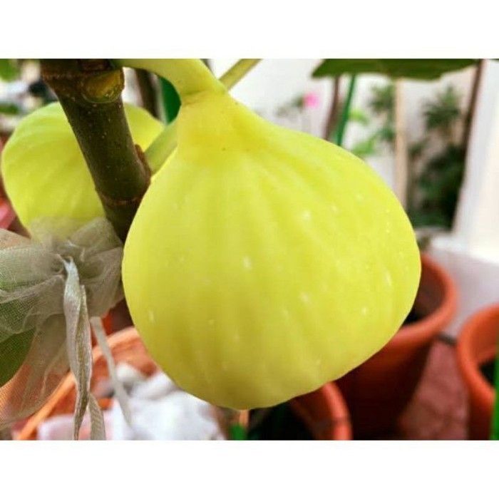 KWALITAS TERBAIK bibit Tanaman Buah Tin Buah Surga Yellow Giant Khasi POHON