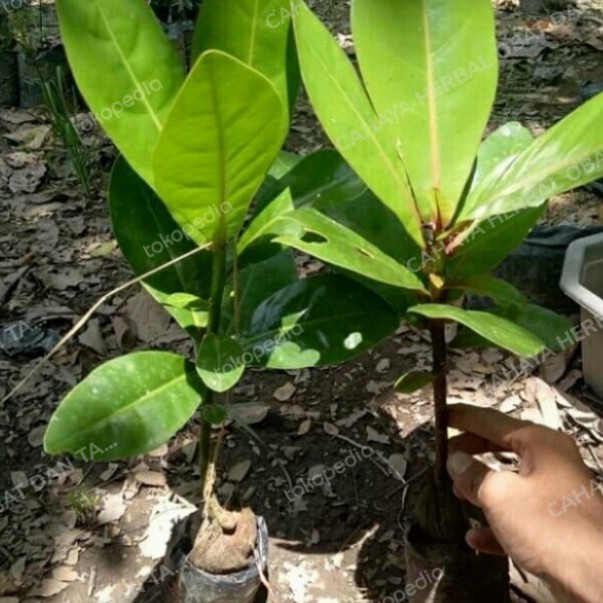 Bibit pohon ketapang laut murah/anggur laut POHON