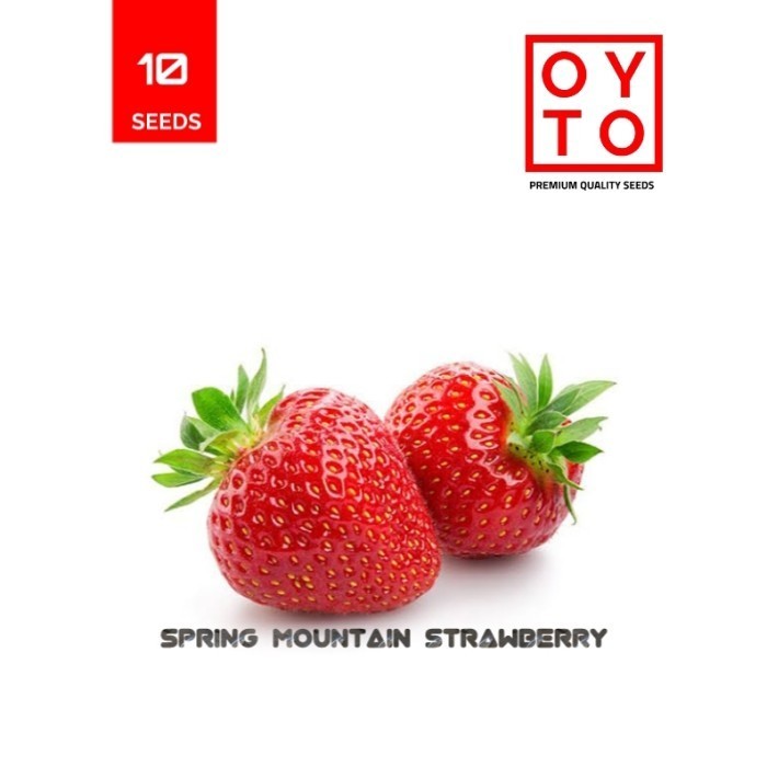 BENIH STRAWBERRY SPRING MOUNTAIN BIBIT BUAH BENIH TANAMAN BENIH BUAH POHON