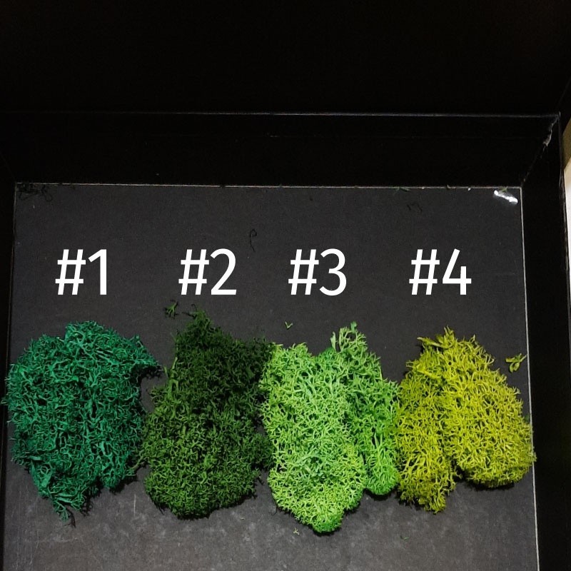 Banikko76 Miniatur Maket Reindeer Moss Lumut Rusa Terarrium Diorama - Mnoo79