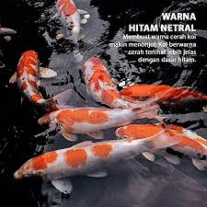 CAT KOLAM IKAN KOI -ANTI BOCOR (FLEXYCOAT WATERBONDING) WARNA BLACK