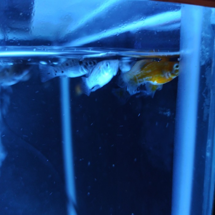 ikan hias molly balon