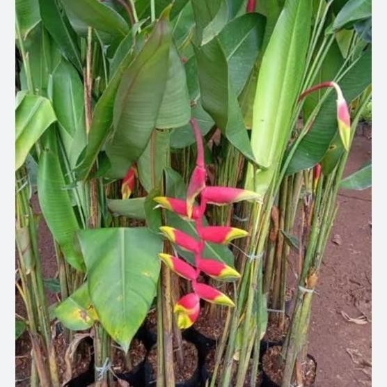 Limited - tanaman pisang betet heliconia 