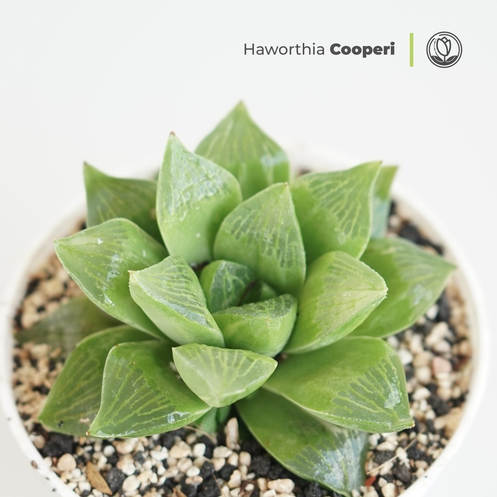 Haworthia Cooperi